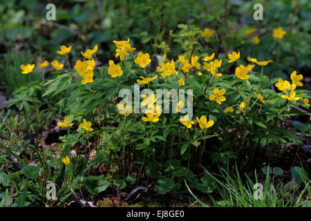 Anemone Ranunculoides, Buttercup anemone Stockfoto