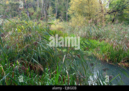 Danube Aue Wald, Deutschland, Bayern Stockfoto