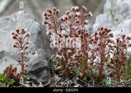 Gemeinsamen Pestwurz, Petasites hybridus Stockfoto