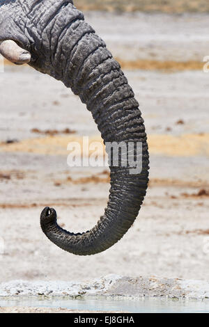 Kofferraum eines afrikanischen Elefanten im Etosha National Park Stockfoto