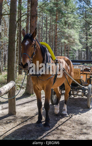 Pferdekutsche in Nahaufnahme Stockfoto