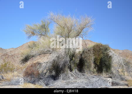 Joshua Tree Stockfoto