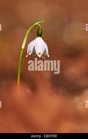 Blume des Leucojum Vernum, genannt Frühling Schneeflocke, eine europäische mehrjährige Pflanze. Stockfoto