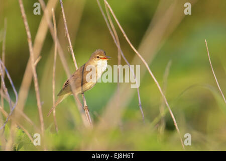 Marsh Warbler Stockfoto