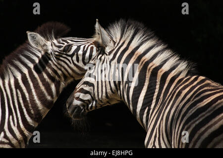 Chapmans zebras Stockfoto