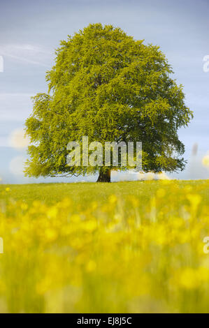 Single big Buche in der Wiese im Sommer Stockfoto