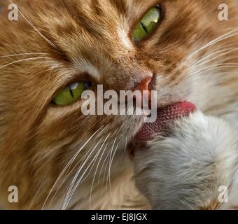 Süße Katze leckt seine Pfote hautnah Stockfoto