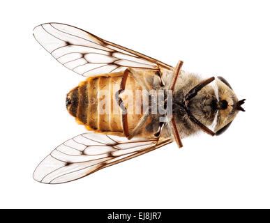 Tote Biene oder Fliege auf Rücken in Makro Stockfoto