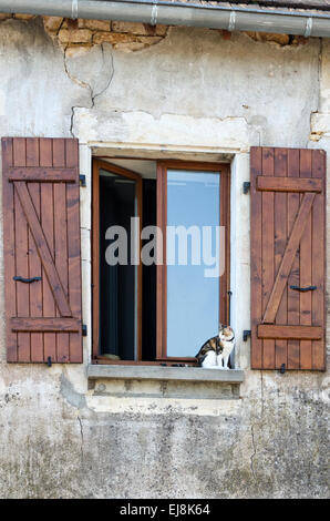 Eine Schildpatt-Katze sitzt auf der Fensterbank ein traditionelles Steinhaus in Gigny-Sûr-Saône, Burgund, Frankreich. Stockfoto