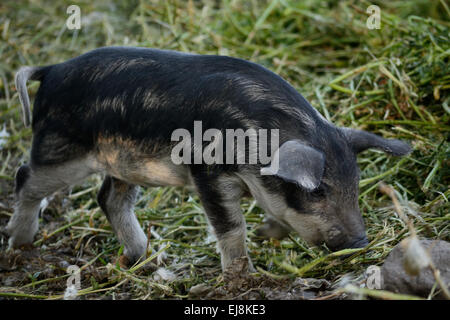 Ferkel aus einem Mangalitza Schwein Stockfoto