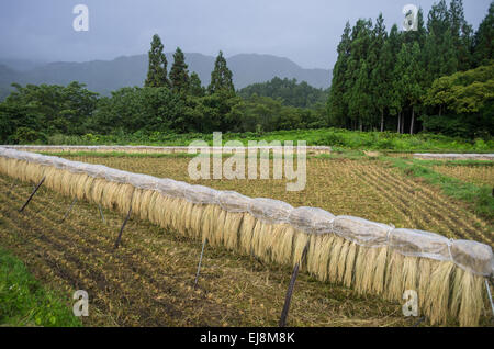 Reis in Shirakawa-Go, Gifu, Japan Trocknen aufgehängt Stockfoto