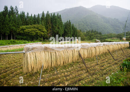 Reis in Shirakawa-Go, Gifu, Japan Trocknen aufgehängt Stockfoto