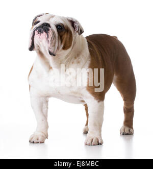 Bulldogge, stehend auf weißem Grund - männlichen 5 Jahre alt Stockfoto