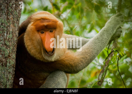 Alpha-Männchen der Nasenaffe (Nasalis Larvatus) in riverine Wald von Kalimantan, Indonesien. Stockfoto