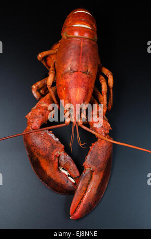 Gekochter Hummer Stockfoto