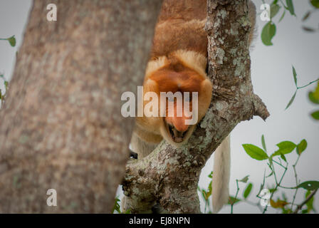 Alpha-Männchen der Nasenaffe (Nasalis Larvatus) im Auwald von Kalimantan, Indonesien. Stockfoto