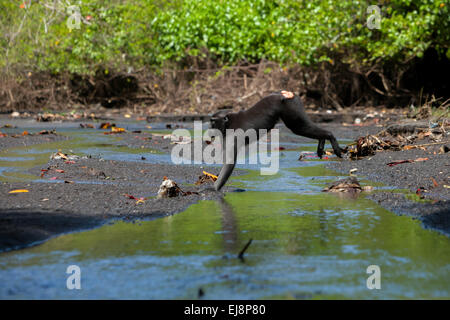 Ein Makaken (Macaca nigra) springt, während er auf einem Bach in der Nähe eines Strandes im Tangkoko-Wald, Nord-Sulawesi, Indonesien, Nahrungssuche macht. Stockfoto