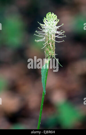 Phyteuma Spicatum, Spike Rapunzeln Stockfoto