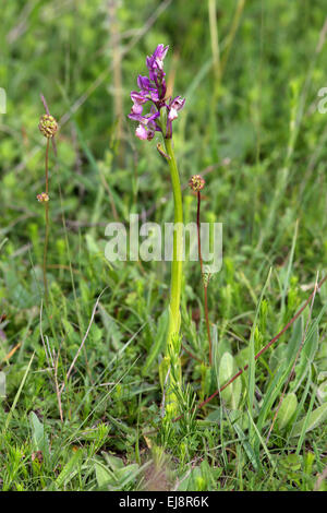 Grün-winged Orchidee Orchis morio Stockfoto