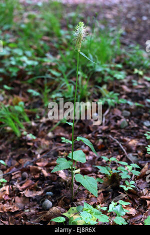 Phyteuma Spicatum, Spike Rapunzeln Stockfoto