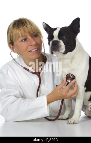 weibliche Tierarzt Doktor mit Hund Stockfoto