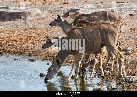 Eine Herde von größeren Kudu trinken an einer Wasserstelle im Etosha National Park Stockfoto