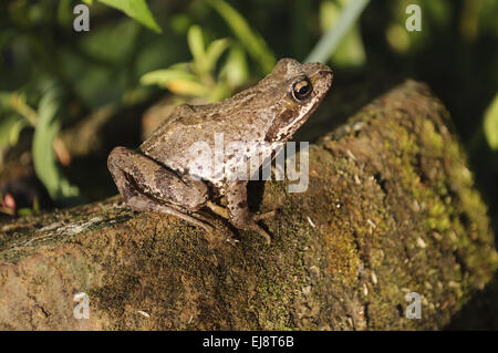 Frosch sitzt auf einem Baumstamm Stockfoto