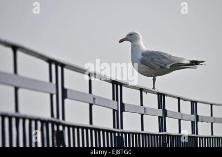 Eine Möwe am Geländer in Falmouth Cornwall Stockfoto