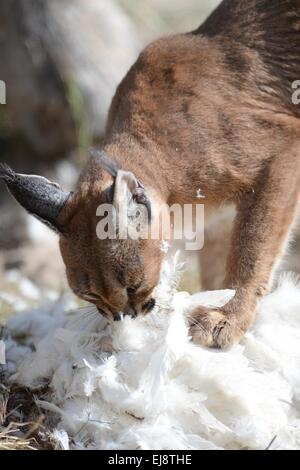 Luchs Stockfoto