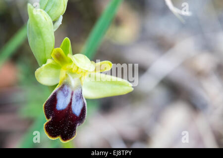 Dunkle Biene-Orchidee Stockfoto