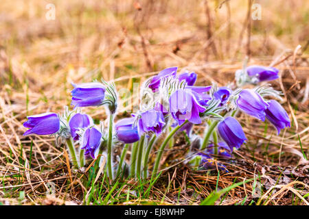 Wild-Frühling Blumen Pulsatilla Patens. Blühende Pflanze In der Familie Butterblume, heimisch in Europa, Russland, Mongolei, China-Kanada Stockfoto