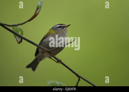 FIrecrest Stockfoto