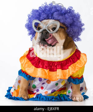 lustiger Hund - englische Bulldogge gekleidet wie ein Clown auf weißem Hintergrund Stockfoto