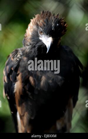 Wedge-Tailed Eagle Stockfoto