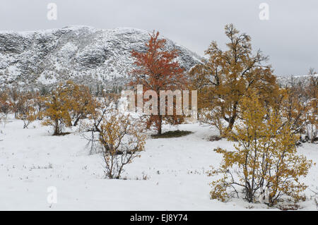 Herbstlandschaft im Schnee, NP in Rondane, Norwegen Stockfoto