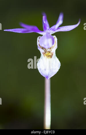 Calypso Orchidee, Lappland, Schweden Stockfoto