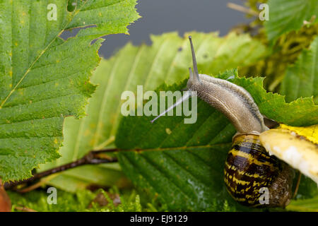 Schnecke auf Pilz Stockfoto