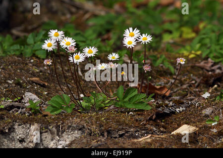 Bellis Perennis, gemeinsame daisy Stockfoto