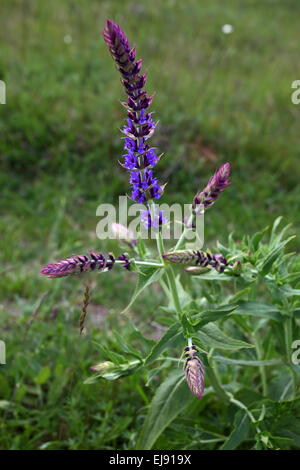 Salvia Nemorosa, Wald Salbei Stockfoto