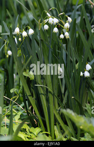 Sommer Schneeflocke, Leucojum aestivum Stockfoto