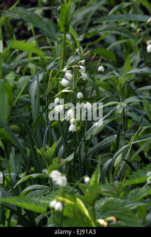 Sommer Schneeflocke, Leucojum aestivum Stockfoto