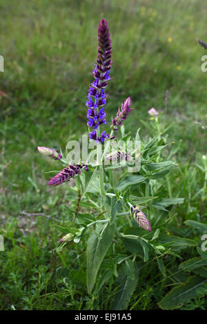 Salvia Nemorosa, Wald Salbei Stockfoto