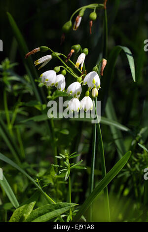 Sommer Schneeflocke, Leucojum aestivum Stockfoto