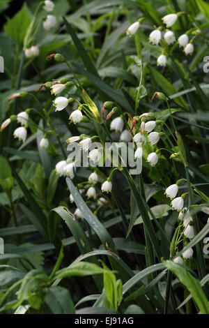 Sommer Schneeflocke, Leucojum aestivum Stockfoto