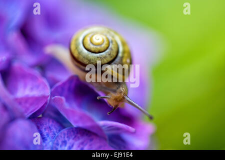 Schnecke im Sommergarten Stockfoto