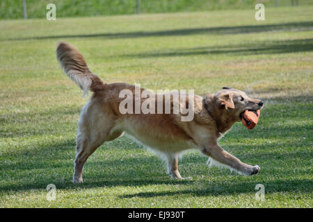 Golden Retriever in abrufen Stockfoto