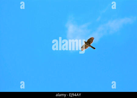 Ein rot - angebundener Falke schwebt in einem blauen Himmel auf der Suche nach Beute. Stockfoto