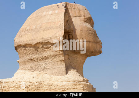 Nahaufnahme der Seitenansicht des Sphinx-Kairo Stockfoto