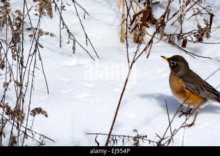 Eine roten Brüsten Robin sucht nach Essen im Schnee. Stockfoto