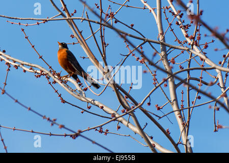 Ein Robin sitzt auf einer angehenden Baumkrone verzweigen und singt im zeitigen Frühjahr. Stockfoto